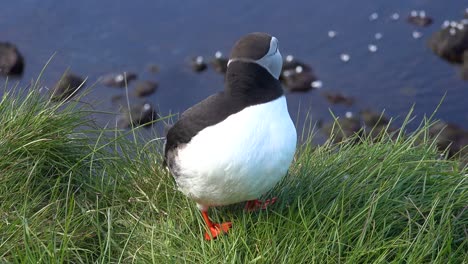 Schöne-Nahaufnahme-Eines-Süßen-Papageientauchers,-Der-An-Der-Küste-Islands-In-Der-Nähe-Von-Latrabjarg-13-Posiert