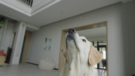golden retriever en un hogar moderno
