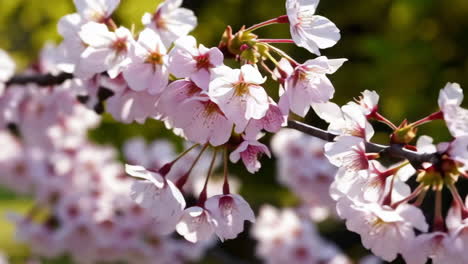 cherry blossom picnic in a japanese park