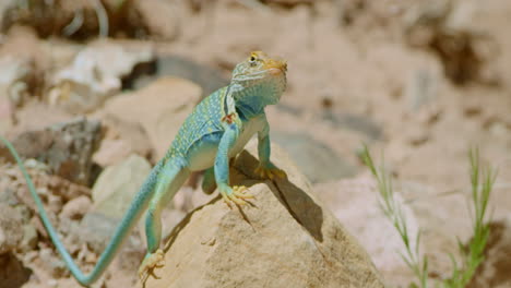 Lagarto-Con-Collar-Mirando-A-La-Cámara-A-Través-De-Firmas-De-Calor