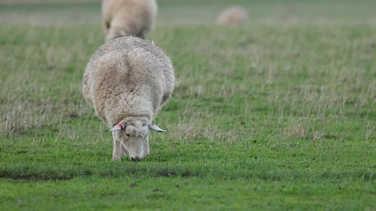 양 들 이  에서 풀 을 먹고 있다