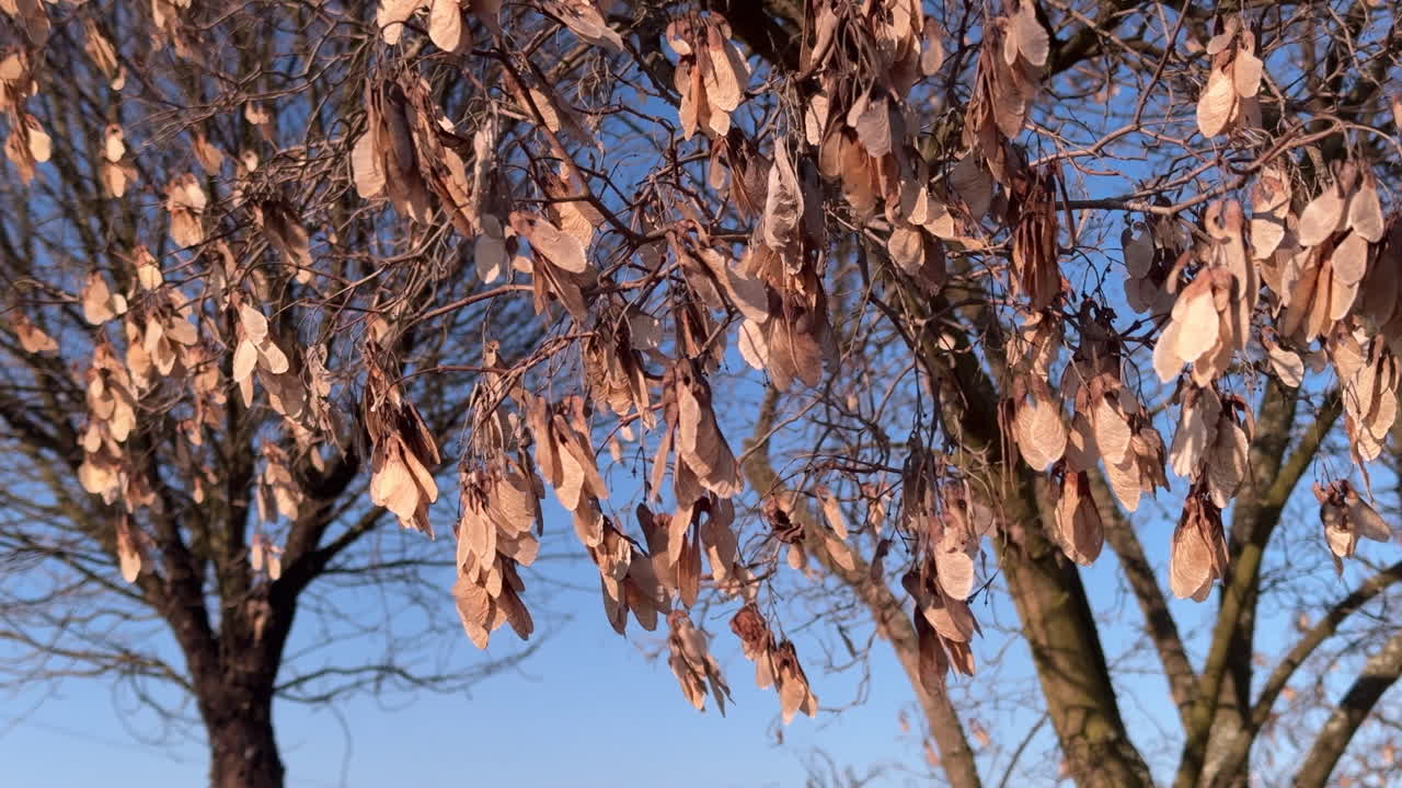 Dried maple seeds hanging on branches in winter