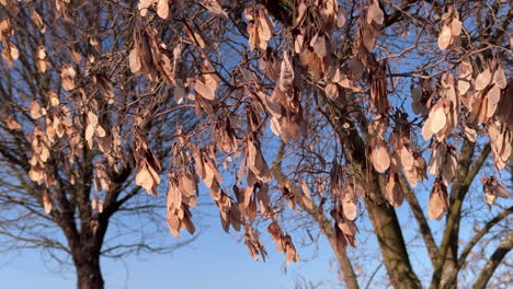 dried maple seeds hanging on branches in winter