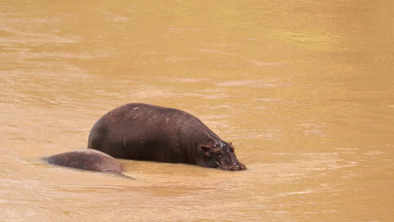 un hipopótamo tendido en el agua en masai mara (kenya) de cerca