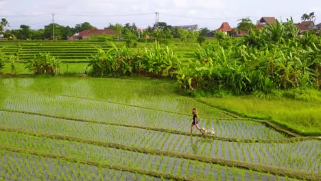 aerial of a young girl running with her dogs through the rice paddies of bali indonesia