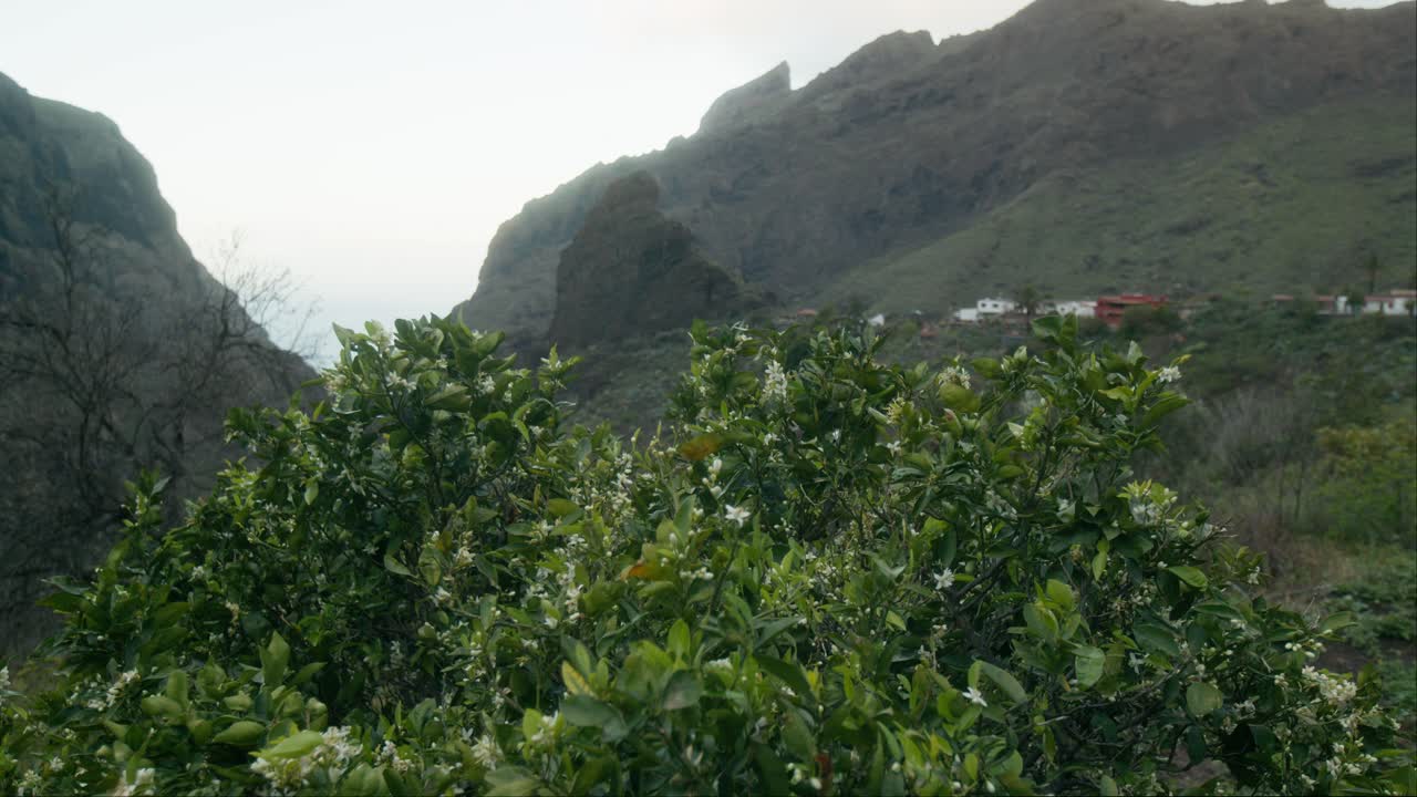 해적 마스카 마을은 봄에 테네리페, 카나리아 제도에서 녹색 식물 뒤에 드러났습니다.