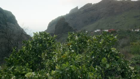 pirate masca village revealed behind green plant on tenerife, canary islands in spring