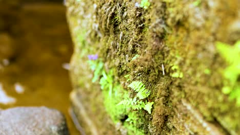 mossy rock with water flowing nearby