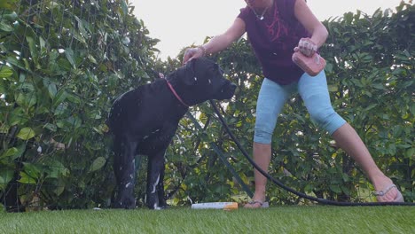 Blonde-woman-owner-washes-dog-in-house-garden