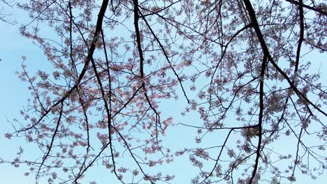 Die-Beste-Kirschblüte-In-Yokohama