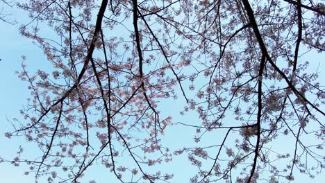la mejor flor de cerezo en yokohama