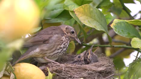 verdadero pájaro de la trucha en el nido alimenta a los bebés y a los polluelos