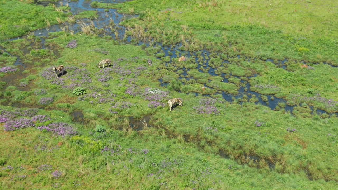 Small Zebra group grazing at water spilling out from the gound in the wild