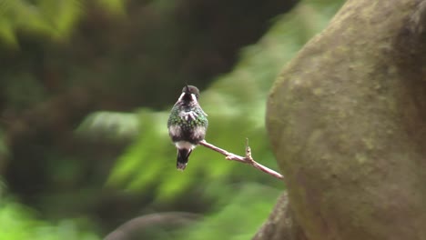 Un-Pequeño-Y-único-Colibrí-De-Gema-De-Montaña-De-Vientre-Blanco-Posado-En-Una-Pequeña-Ramita,-Excretando-Y-Mirando-Su-Entorno---Cerrar