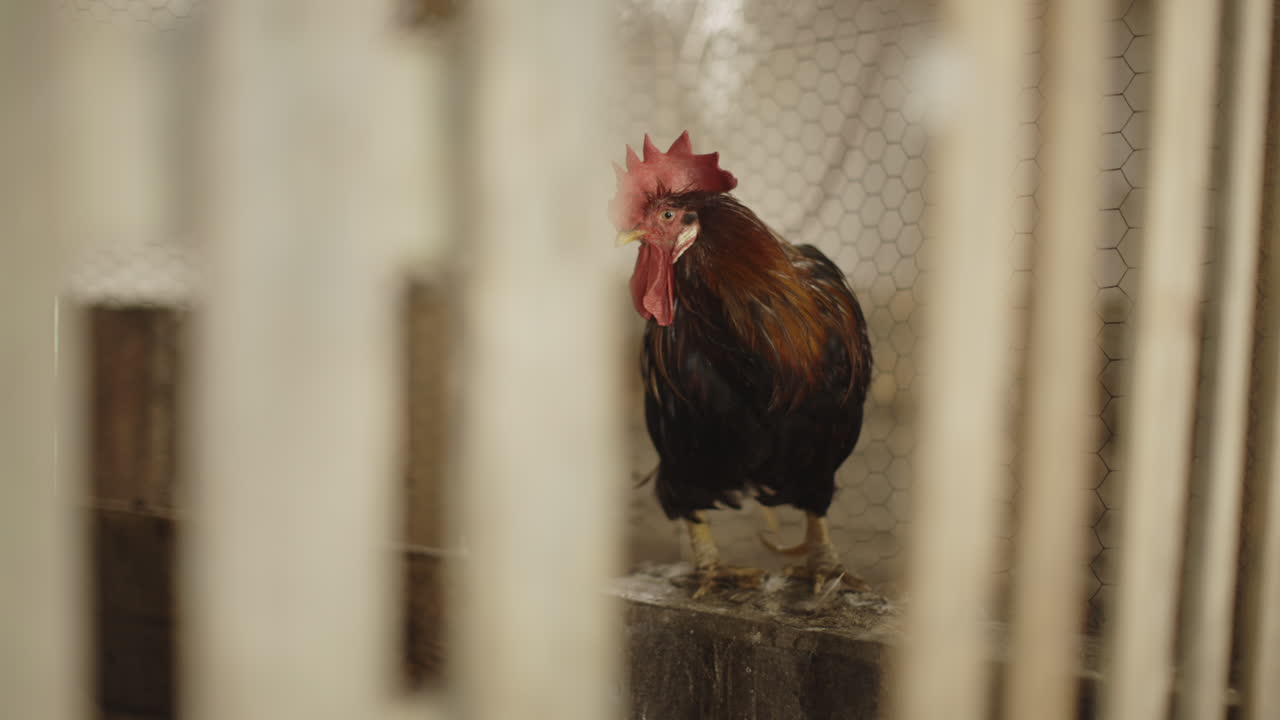 Rooster in a Coop