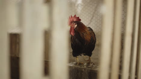 rooster in a coop