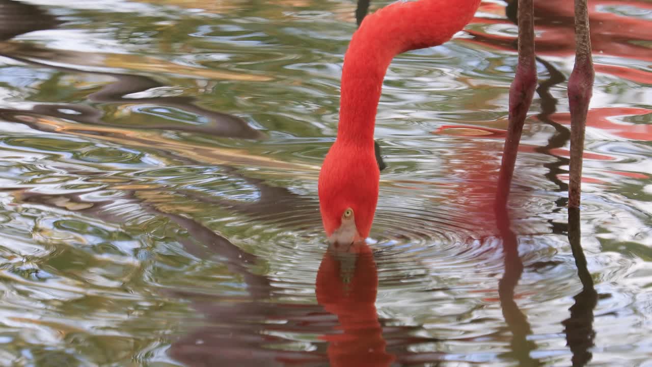 플라밍고 또는 플라밍고 (flamingo) 는 페니코프테리포르메스 (phoenicopteriformes) 의 유일한 조류 가족인 페니코프테리포르메스 (phoenicopteridae) 에 속하는 조류의 일종이다.