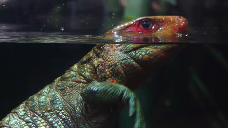 un lagarto de la familia de los reptiles