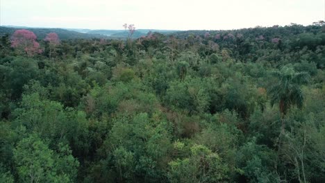 Selva-En-Misiones,-Argentina.-Vista-De-Pájaros-De-La-Selva