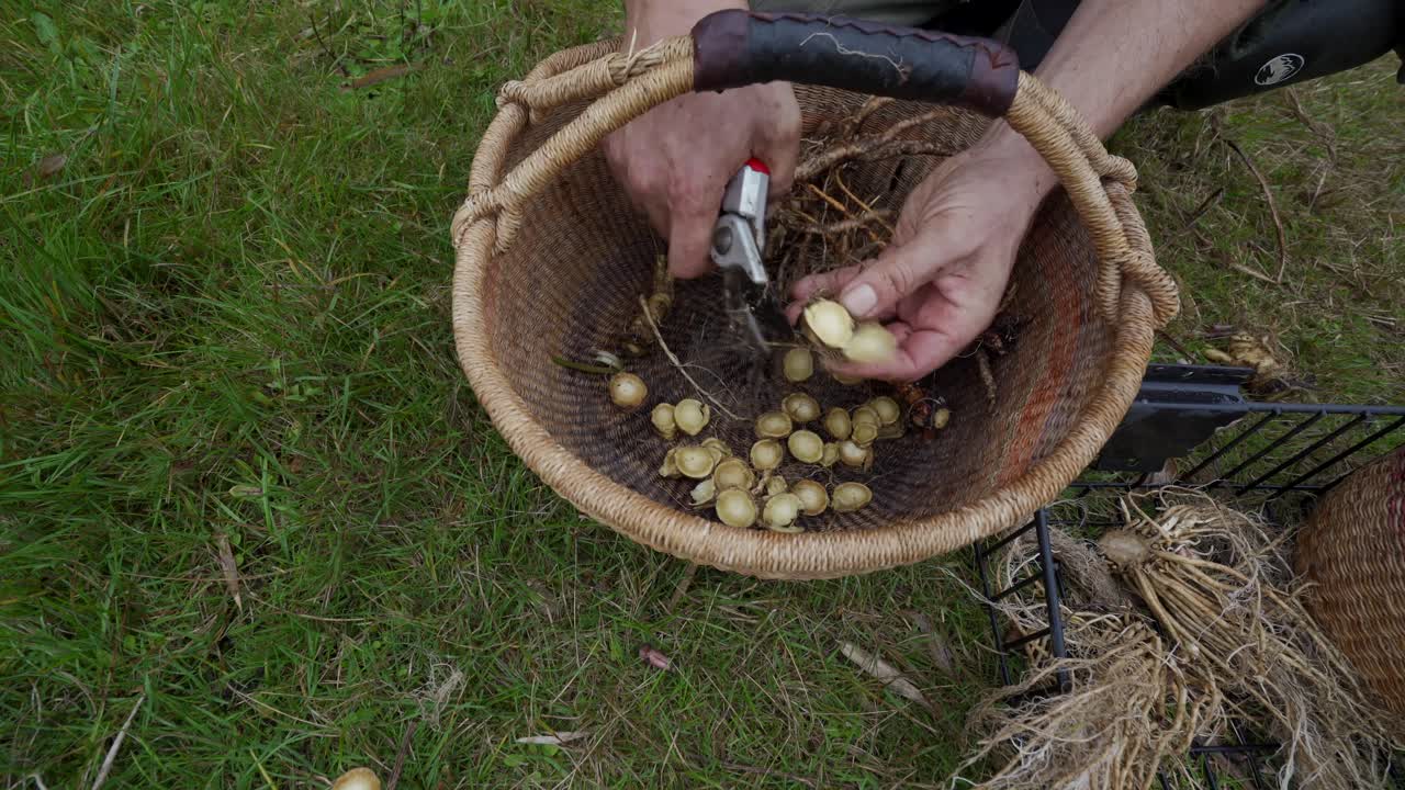 cosechando raíces del jardín. preparacion para tintura