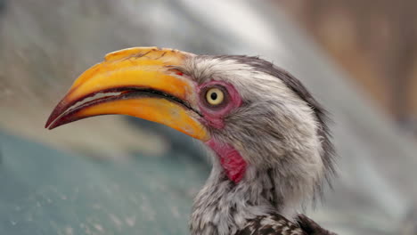 cálao de pico amarillo mirando alrededor de la reserva de caza en botswana - toma de primer plano