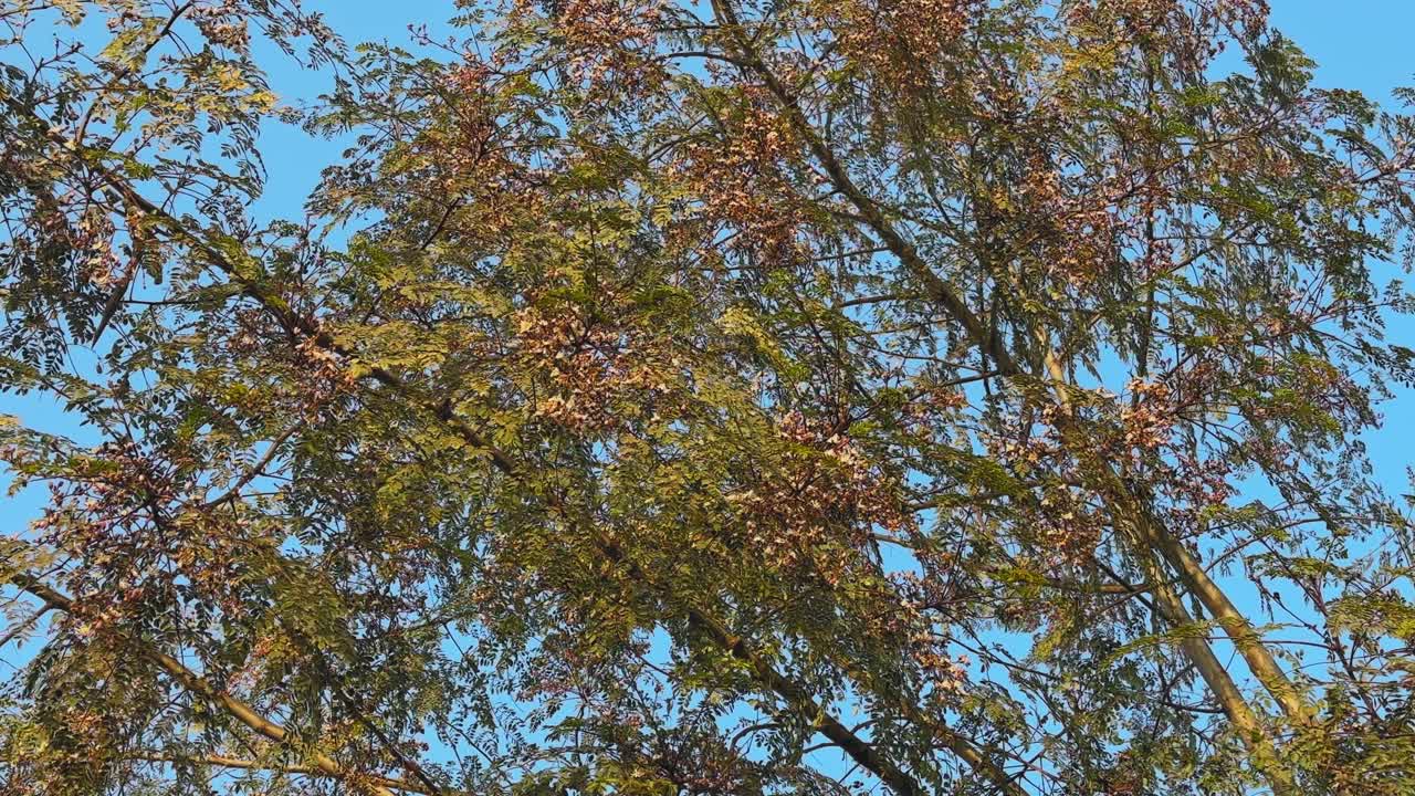 Rami di moringa pieni di piccoli fiori e foglie sottili che si estendono nell'inquadratura, delicatamente sovrapposti a un cielo azzurro limpido in una calda atmosfera diurna