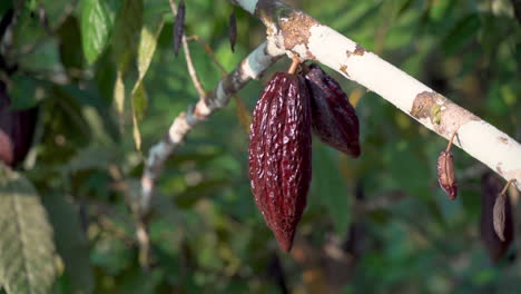 tropical cocoa bean growing up on cacao tree in ecuador,close up shot