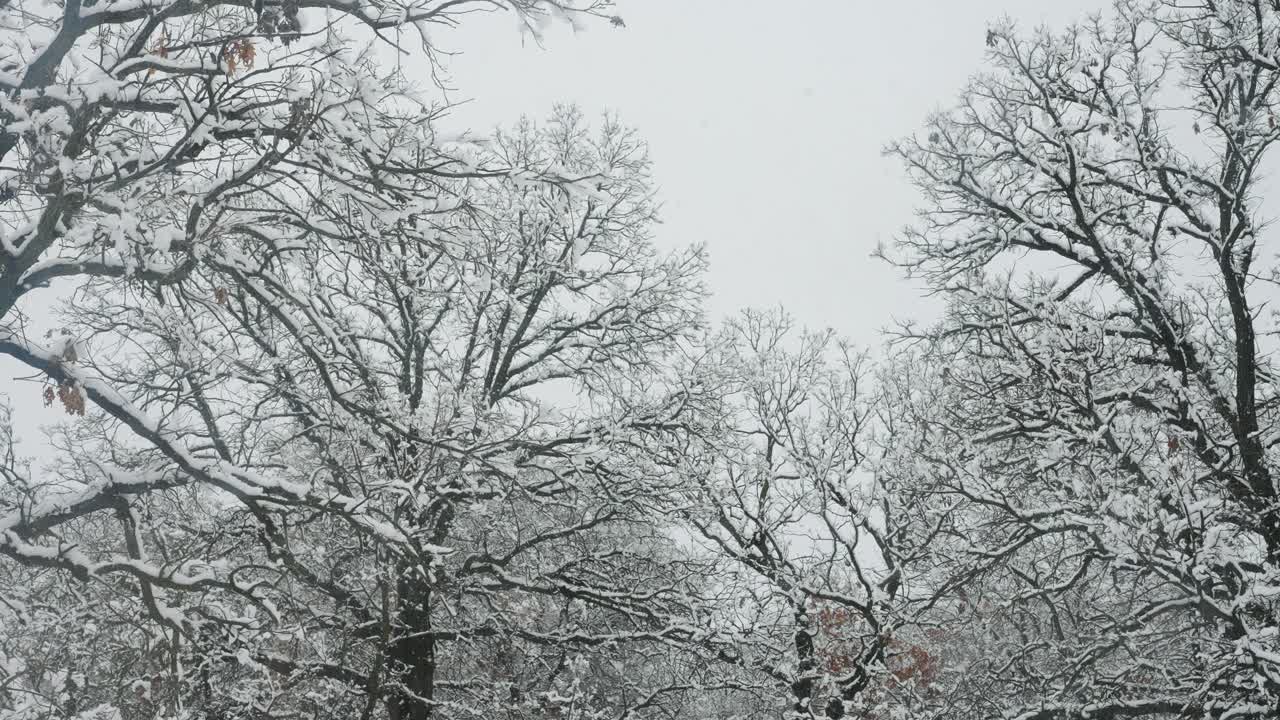 겨울 에 눈 이 내리는 동안 오크 나무 를 보고 있다