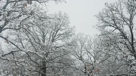 looking up at oak trees while snow is falling in the winter