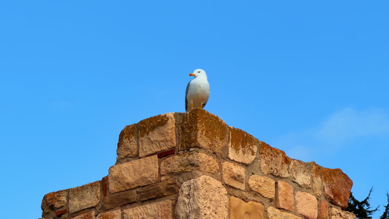 Un gabbiano appollaiato su un muro di pietra durante una giornata luminosa in un cielo aperto. Un gabbiano si erge su un muro di pietra sotto un cielo blu limpido durante il giorno