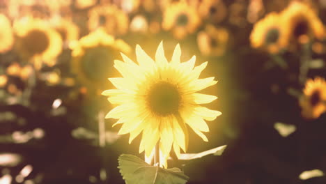 field of sunflowers and sunset