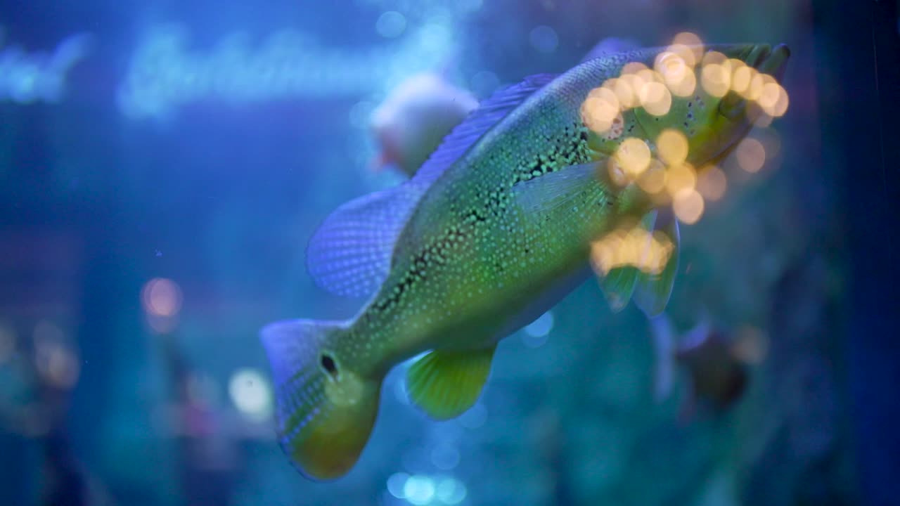 разноцветные рыбки аквариум медленная съемка