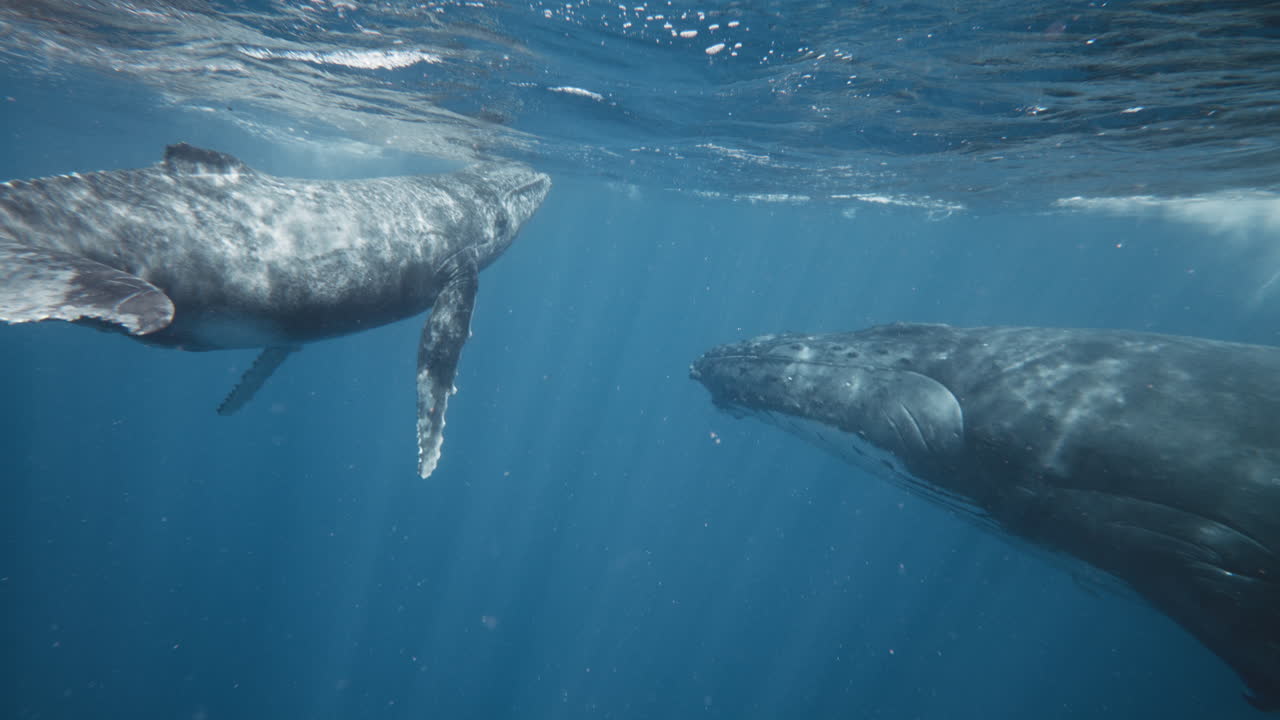 Swimming With Humpback Whales