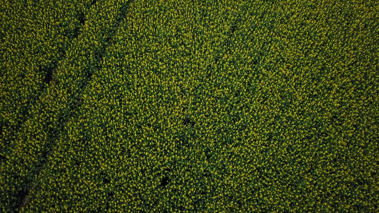 vista aérea de arriba hacia abajo del campo de colza en el sur de polonia