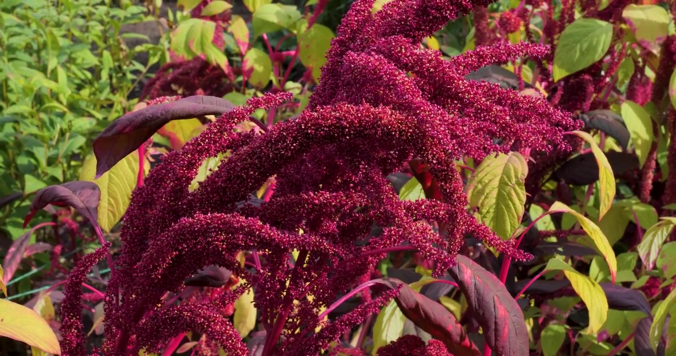 Amaranto (Amaranto selvatico) nei Giardini Butchart di Victoria, Columbia Britannica, Canada.