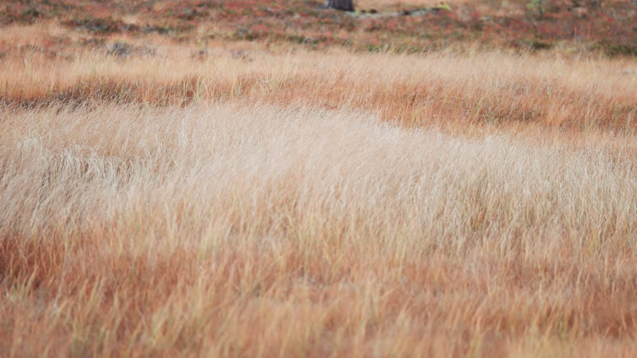 건조한 풀이 바람에 흔들리는 파랄락스 비디오
