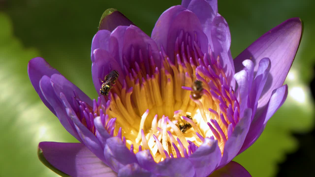 Close-up shot of honey bees collecting nectar from a blooming purple water lily in sunlight