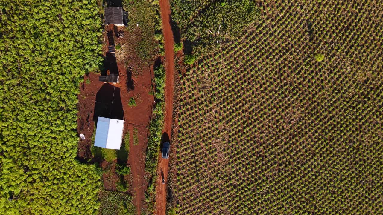 아르헨티나 미시아스 (misiones) 의 두 개의 마테 차 농장 사이의  ⁇ 길에서 운전하는 회색 자동차의  ⁇  다운 드론  ⁇