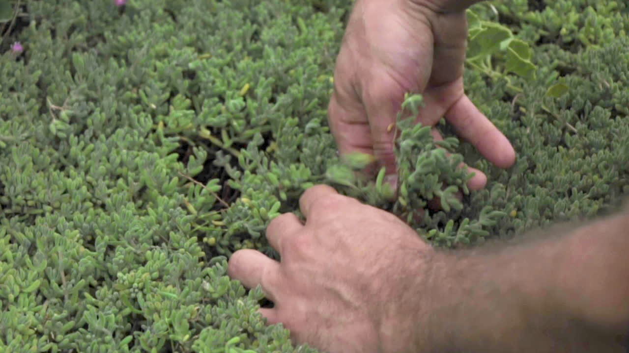 primer plano de las manos forrajeando la planta de hielo uno