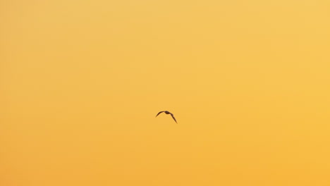 seagull flying against the sky at sunset