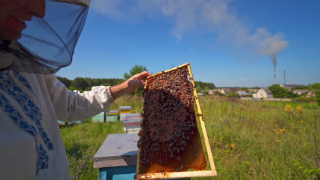 apiculture in the countryside. beekeeper in protective hat looks at the frame with honey and bees crawling on it. wooden hives in nature on village background.