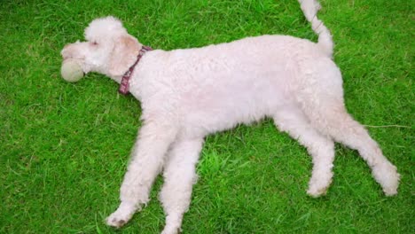 white dog lying with ball on green grass. dog catching ball. dog resting on lawn