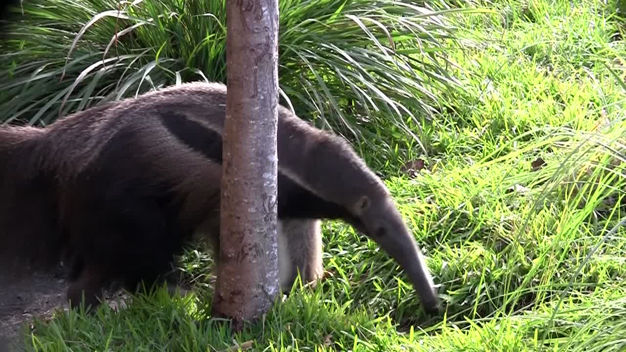 개미핥기는 풀밭을 걷는다 1