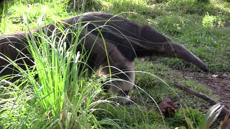 an anteater walks through the grass 1