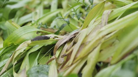 snail or slug creeping over wet green with big water drops on the plant leaves while foraging for food with a foreign object on its tail