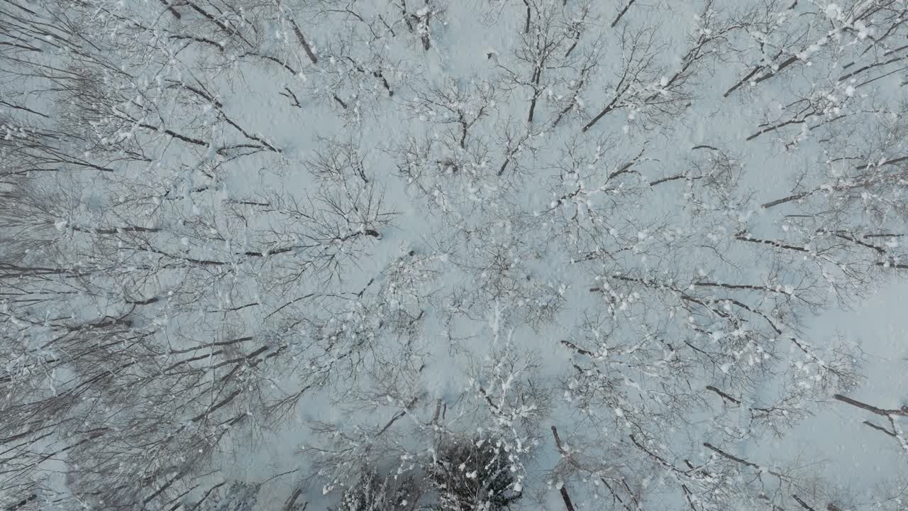 Top View Of Bare Trees In Snow-covered Forest In Winter Near Asahikawa In Hokkaido, Japan. aerial shot, ascending pullback