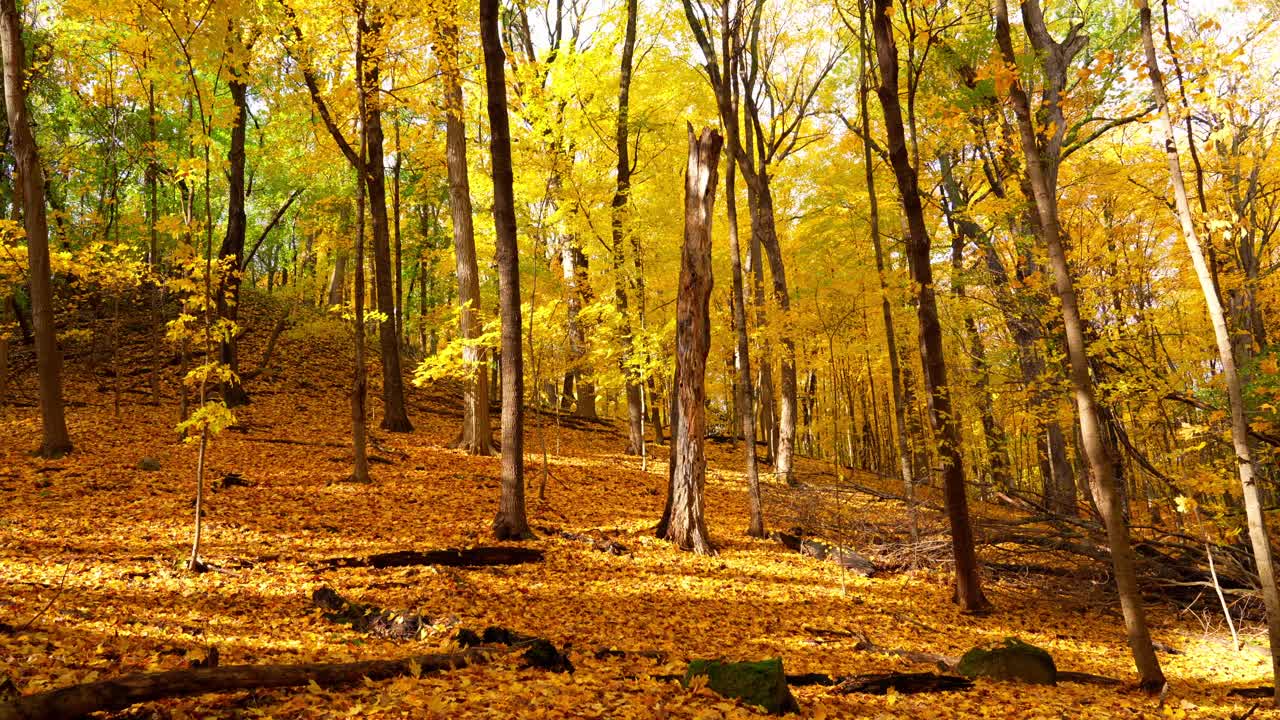 暖かい日差しの中で輝く、森の地面の明るい紅葉