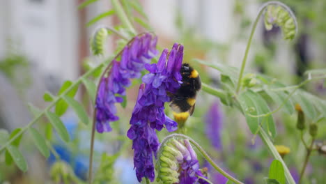 Makro-Tierwelt