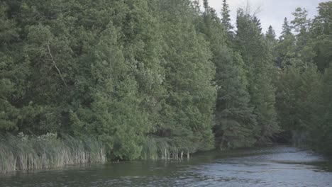 Ruhiger-Fluss,-Umgeben-Von-üppigem,-Grünem-Tropenwald---Mittlere-Aufnahme