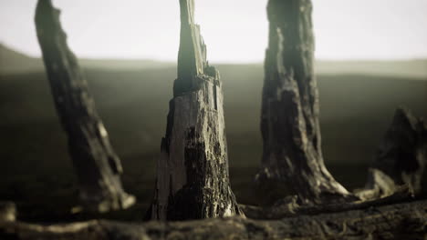 ancient tree stumps rise from the barren ground under a misty sky at dusk